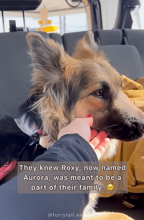 Trembling Shelter Dog's Emotional Reaction When She Realizes She's SAVED! 