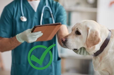 Dog & Vet consultant