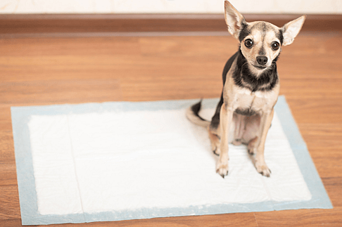 Dog potty pads