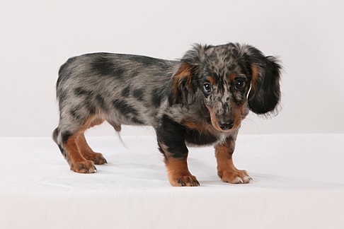 short haired dachshund