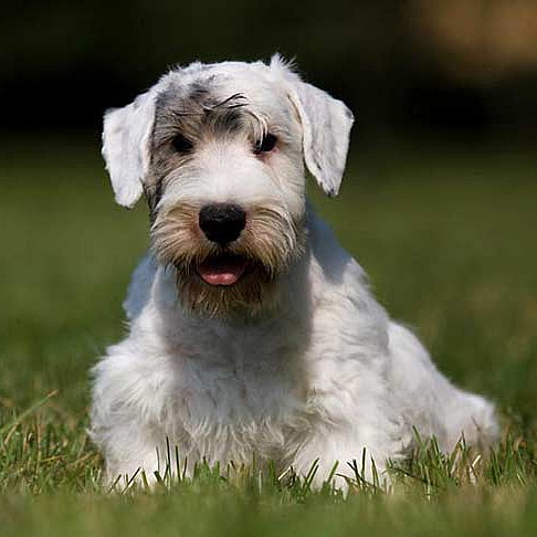 Sealyham Terrier on the field
