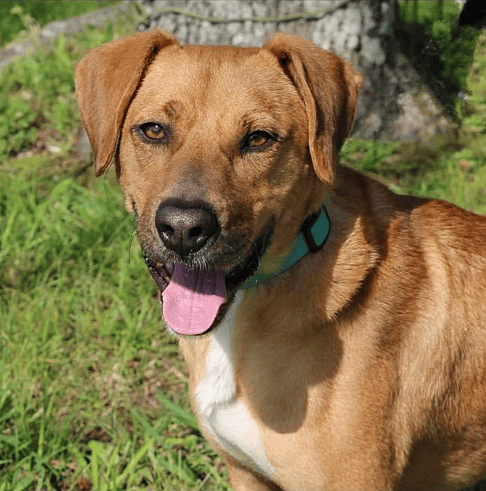 Abandoned dog - Ricky