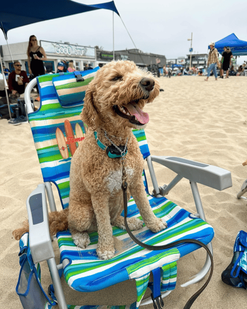 Barkley the Mini Labradoodle