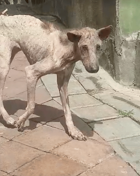 Street Dog Hungry And Sick