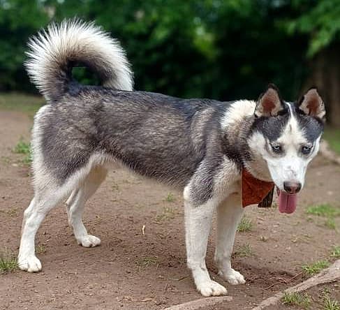 Adorable Husky Abandoned on Highway as a pup