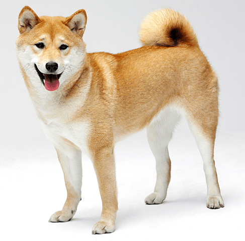Finnish Spitz 
