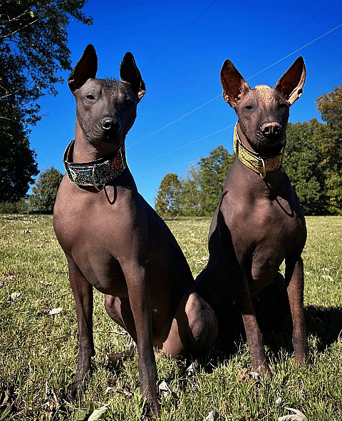 Xoloitzcuintli