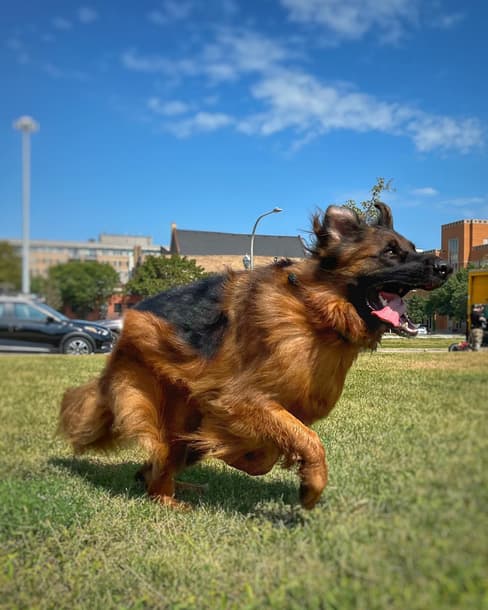Red German Shepherd