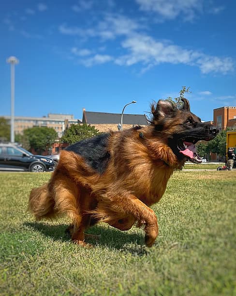 Red German Shepherd