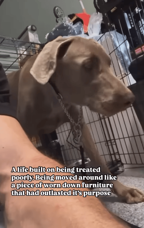 Heartbroken Dog Given Up at a Swap Meet—Then a Stranger Changed His Fate
