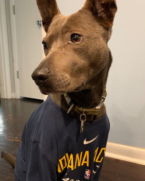 Indiana Pacers Dog Names