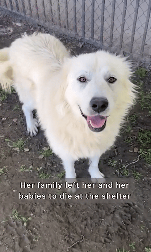From Tragedy to Triumph: Great Pyrenees' Heartwarming Adoption Story