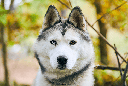 Complete heterochromia
