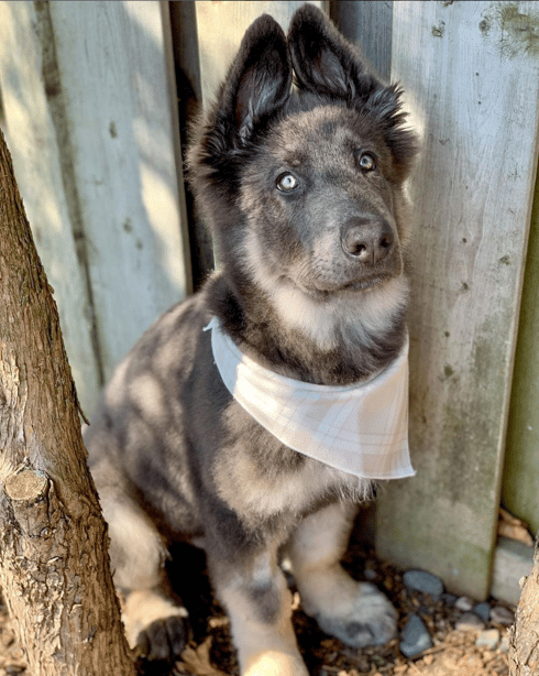 blue german shepherd