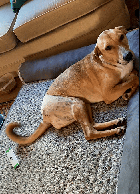 Dog hit by a car and left for dead