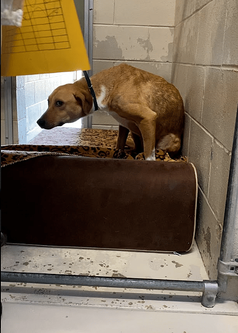 Dog hit by a car and left for dead