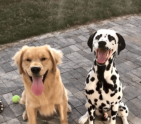 Dog rescue story: Golden Retriever Snubs New Puppy Sibling, but Undeterred Parents Knew Just What To Do