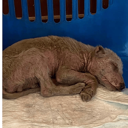 Australian Shepherd Dog Rescued from the Streets of Afghanistan Ready to be Part of a Forever Family