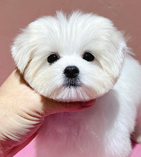 Teddy Bear Maltese Hair Cuts