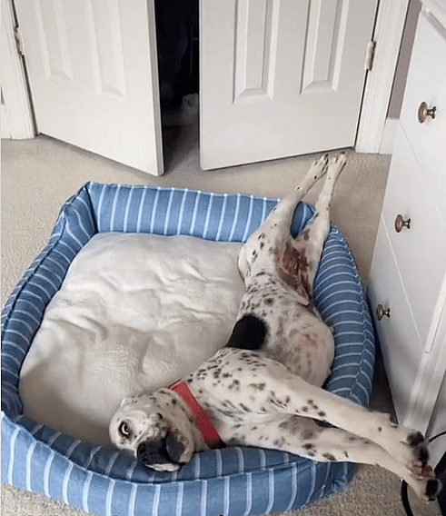 Valentine laying down in a funny way