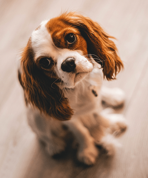 dog names start with 'R'