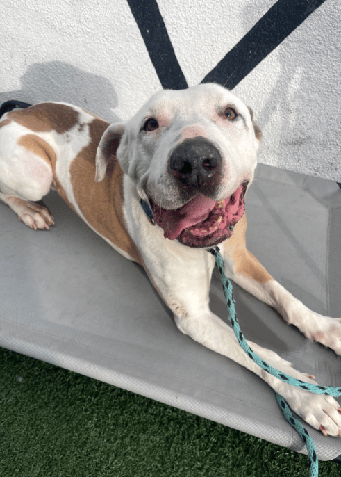 1,500-Day Wait: Can A Sweetheart Pittie Finally Find Some Love?