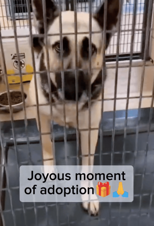 This Shelter Dog’s Reaction To Finding His Forever Home Will Melt Your Heart
