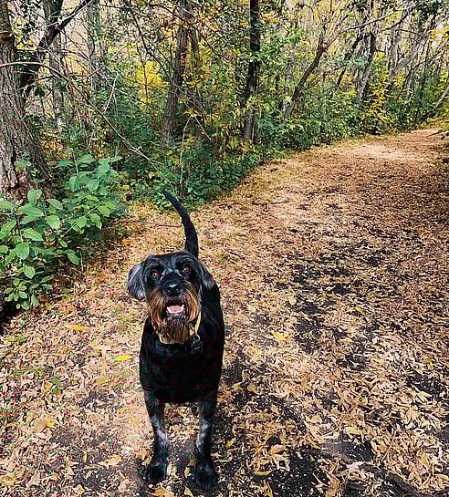 Bino the Standard Schnoodle