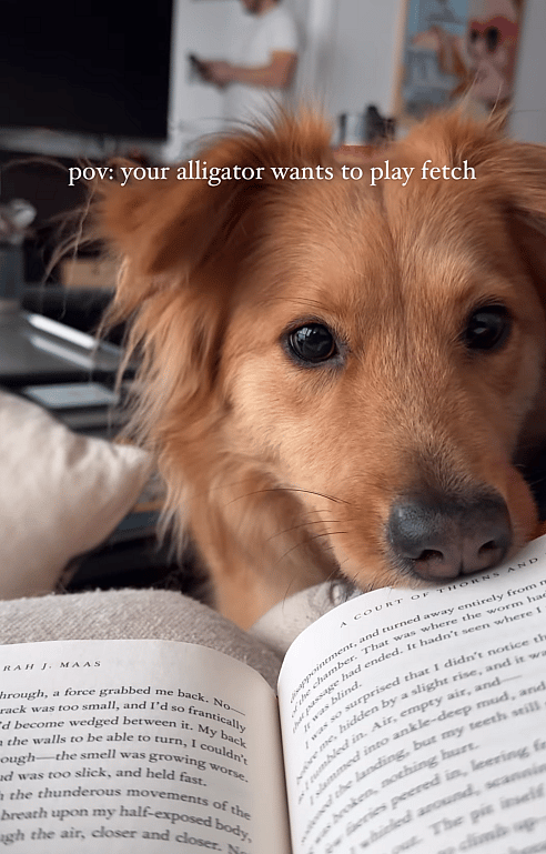 Suki the ‘Alligator Dog’ Goes Viral! See Her Unique Demand for Fetch Time 🎾