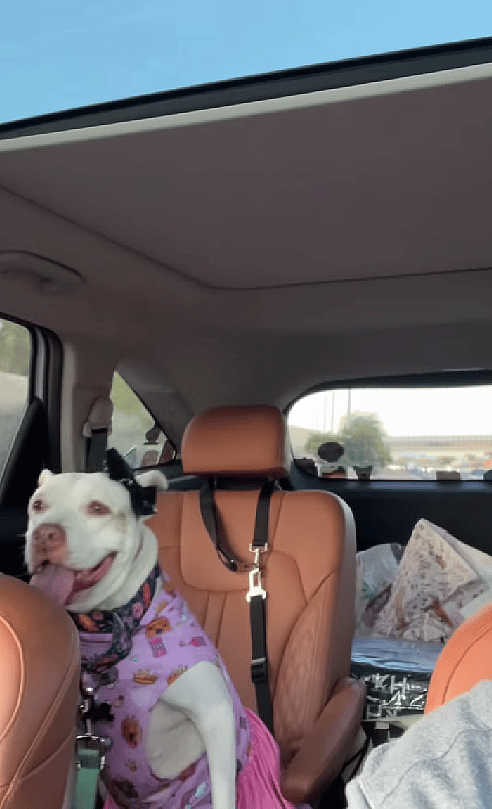 Shelter Dog’s Lovable Spirit Shines Despite Her Mysterious "Sparkly" Condition