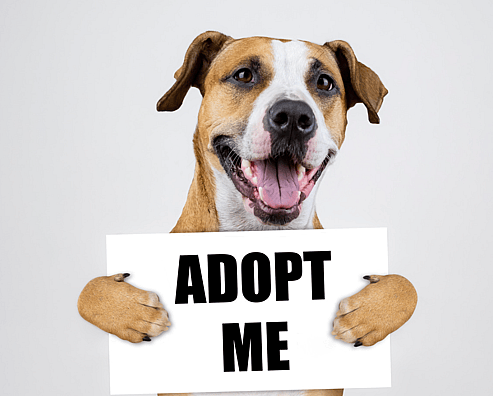 National Adopt a Shelter Pet Day