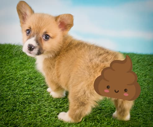 The Dreaded Poopy Butt Syndrome