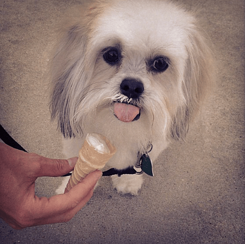 a pup havin Andy's Frozen Custard—a Puppy Cone