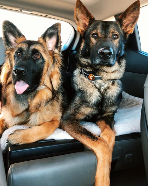 Red German Shepherd