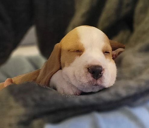 lemon colored beagles