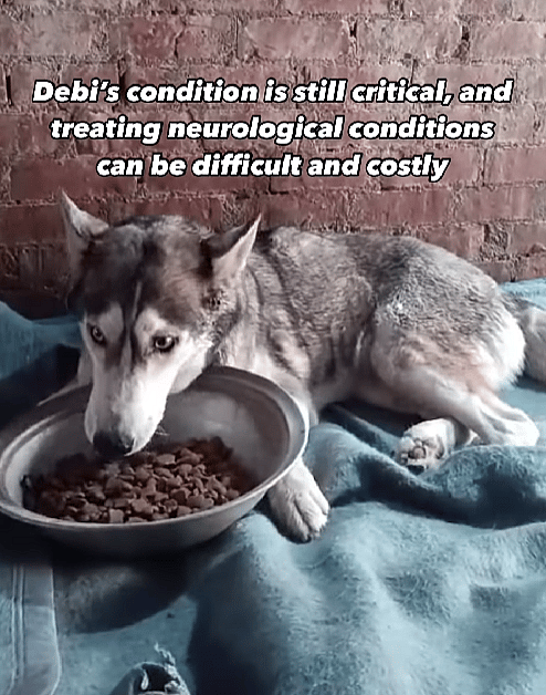 Abandoned and Severely Injured, This Husky Is Now Fighting for a Second Chance