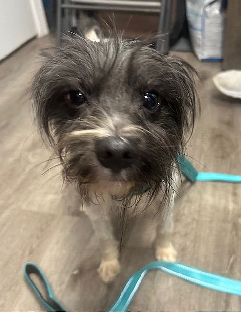 Jack Sparrow - Pomeranian