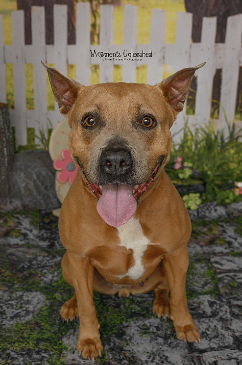 Bessie up for Adoption