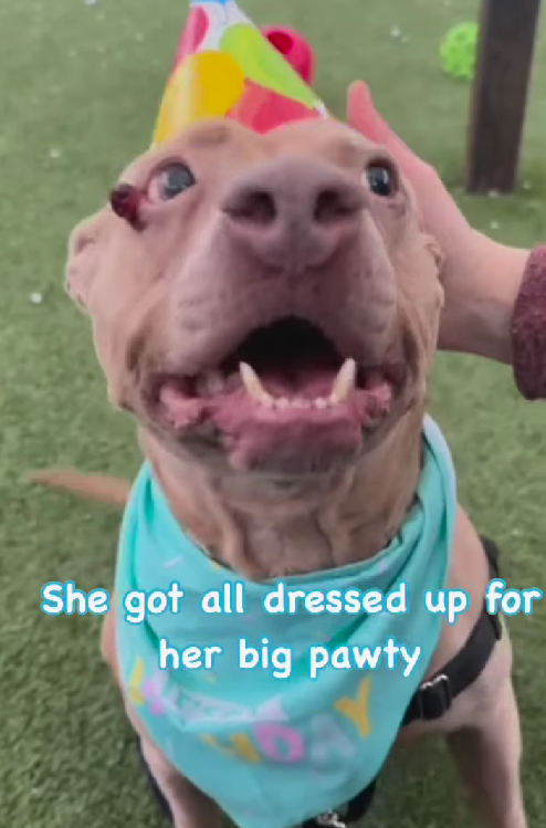 Missy The pitbull: After 365 Days in a Kennel, This Dog Still Wags Her Tail