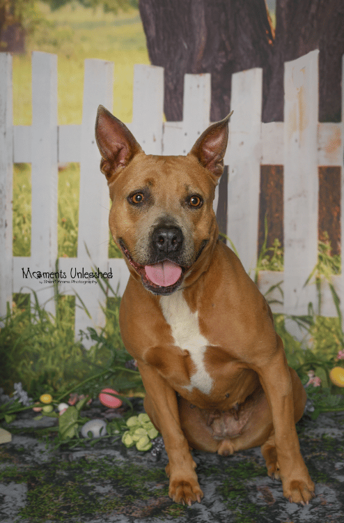 They Call this Shelter Dog the "Total Package" - So Why Has No One Adopted Bessie?