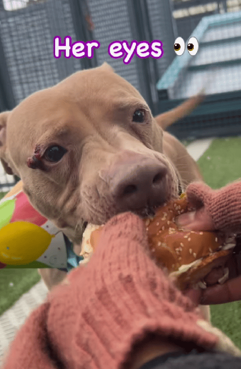 Missy The pitbull: After 365 Days in a Kennel, This Dog Still Wags Her Tail