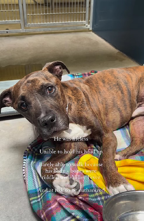 Pitbull Fought Back Against a Deadly Disease Called Valley Fever in Dogs