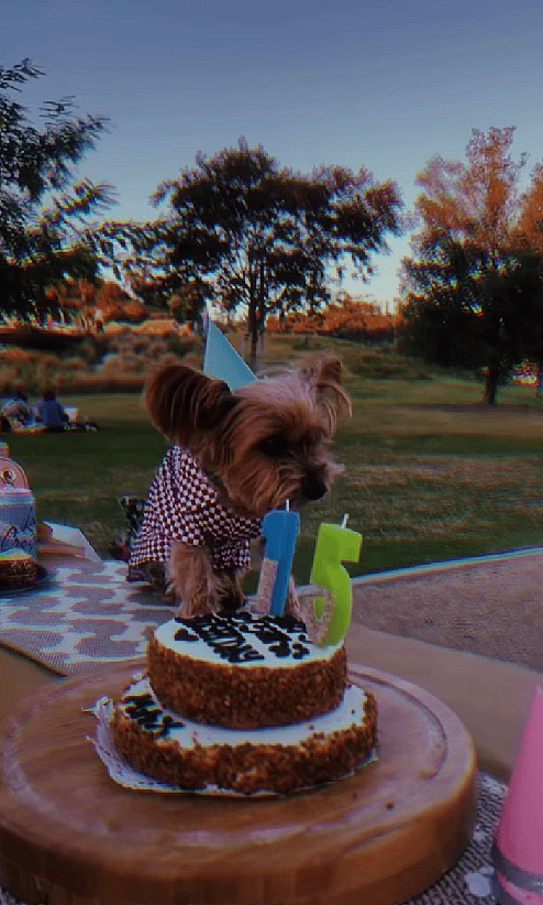 This Dog Quinceañera Will Make Your Heart Melt—Wait Until You See the Cake!