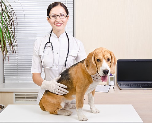 Beagle at vet