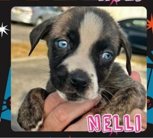 Nellie