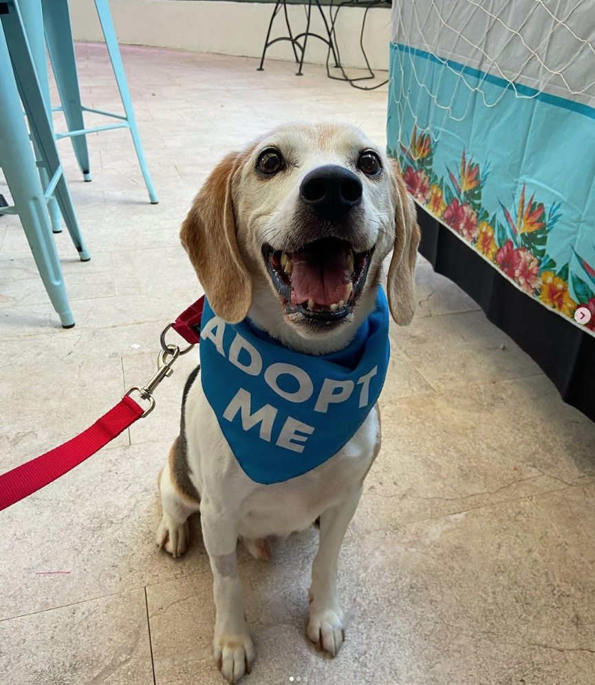 100-Acre No-Cage No-Kill Dog Shelter Opening in Alabama