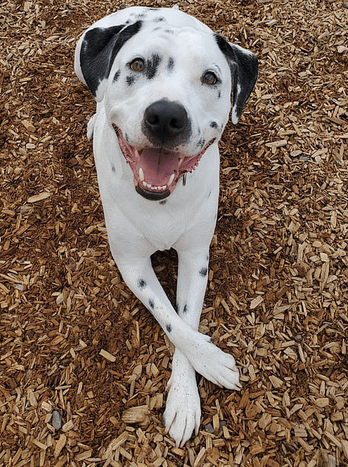 Dalmatian Pit Bull Mix