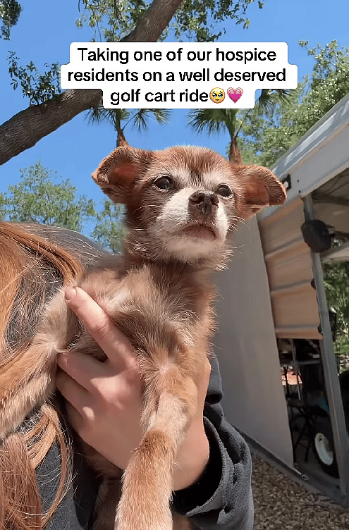 Bittersweet Tears As Hospice Dog Enjoys A Golf Cart Ride in His Final Days