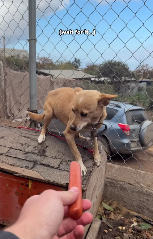Rescuer Finds Dog Chained So Tightly She Couldn’t Move—Then a Simple Change Transforms Her World