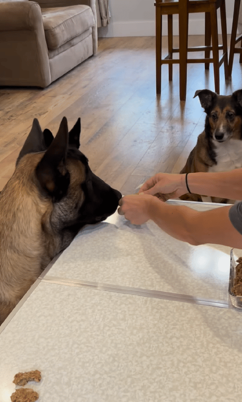 Watch These Brilliant Belgian Malinois Help Their Mom Bake Homemade Dog Treats!